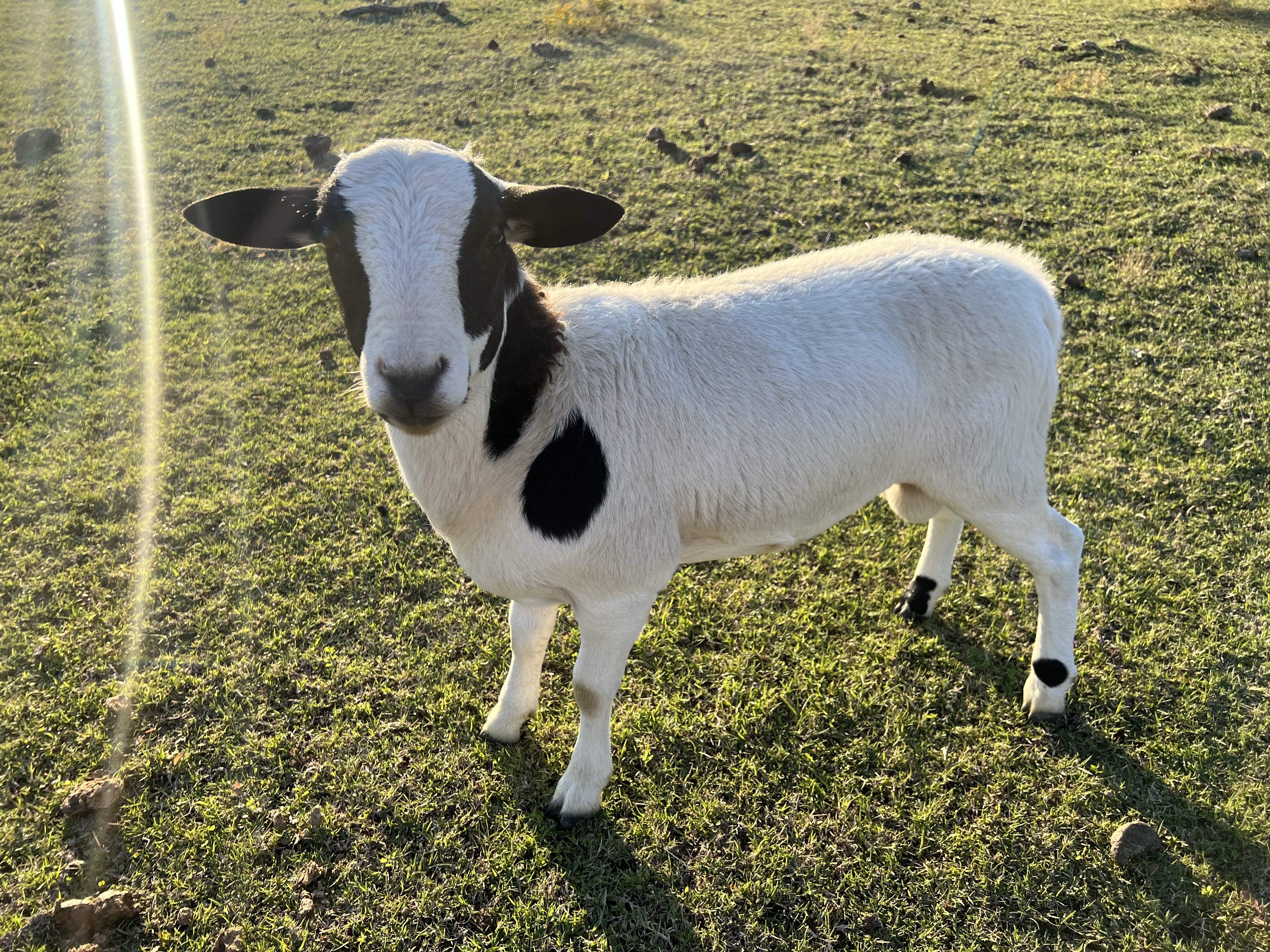Dorper Sheep – Home Sweet Texas Farmhouse